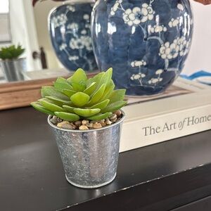 Green Succulent in Silver Pot